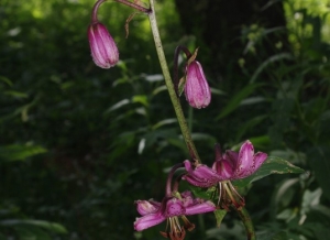 20150704-colmar-les-alpes-15