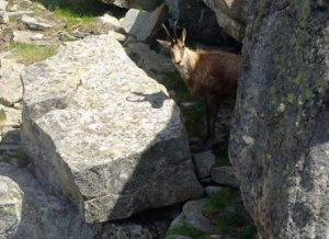 20150705-le-chamois